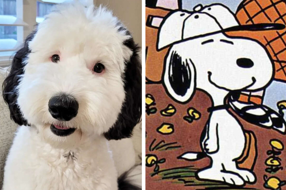 Bayley is a dog that has an uncanny resemblance to the character Snoopy from the cartoon Peanuts!