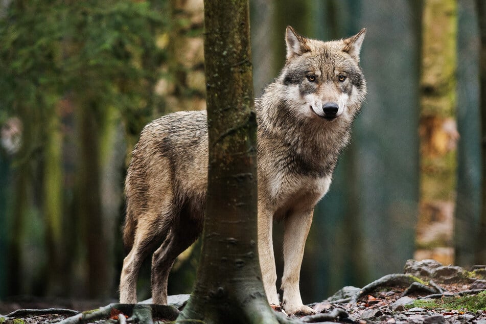 Die Wölfe in NRW haben sich laut Landwirtschaftsministerium in sechs Territorien ausgebreitet. (Symbolfoto)