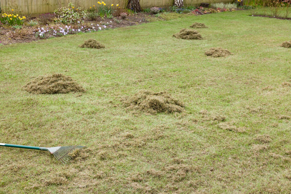 Eine einfache Harke eignet sich gut, um Moos aus dem Rasen zu entfernen.