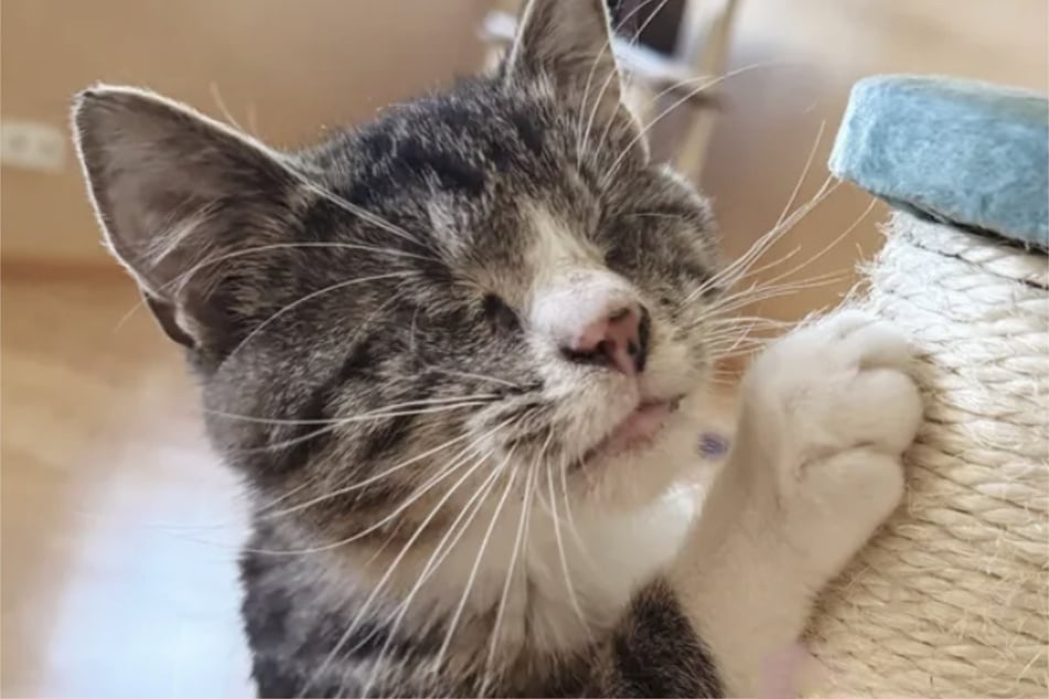 Kater Piccolo hatte es wahrlich nicht leicht, aber er ist ein Kämpfer.