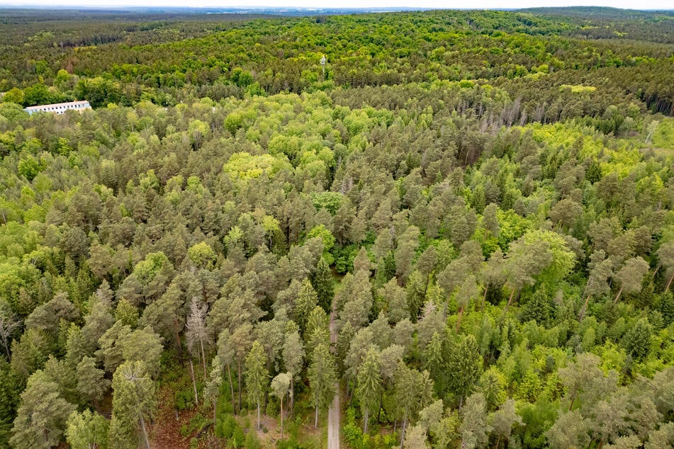 Laut Angaben der Polizei kommt es in der Königsbrücker Heide regelmäßig zu Problemen wegen Techno-Partys.