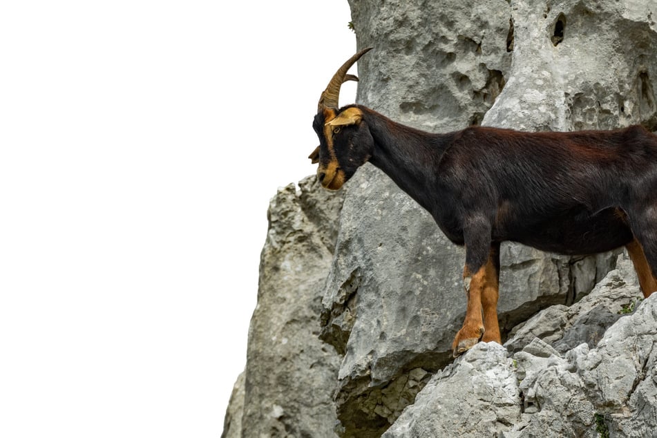 Die Ziege rettete sich selbstständig mit einem beherzten Sprung. (Symbolfoto)