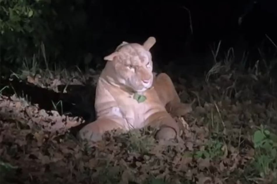 Könnte auf den ersten Blick im Dunkeln tatsächlich aussehen wie eine echte Raubkatze.