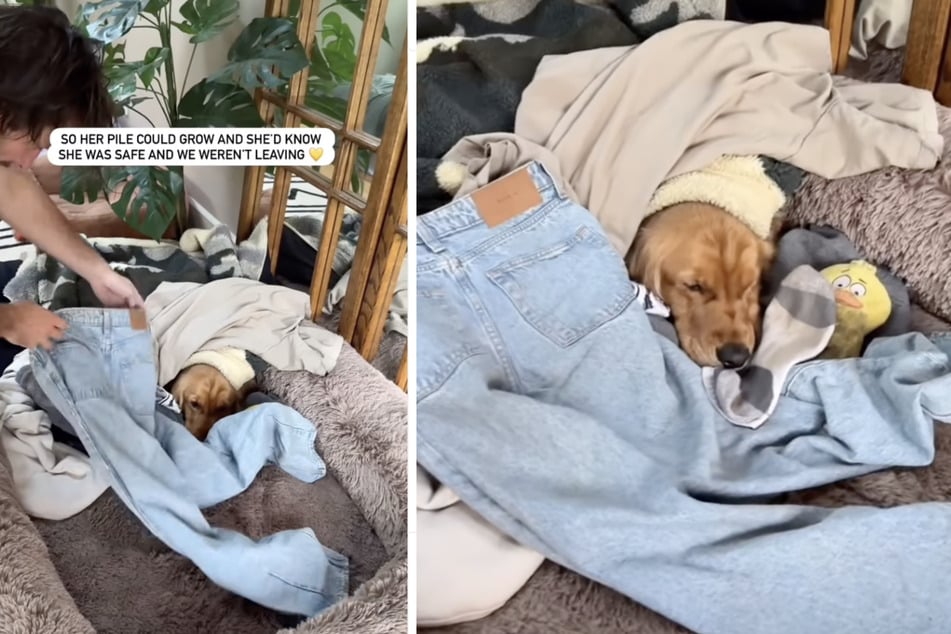 El comportamiento adorable aparecía siempre cuando sus dueños regresaban de un viaje largo.