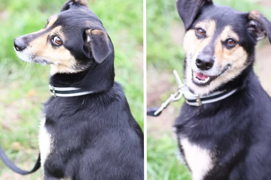 Erst skeptisch, dann verschmust: Wem darf Terrier-Mix Bruno sein Herz schenken?