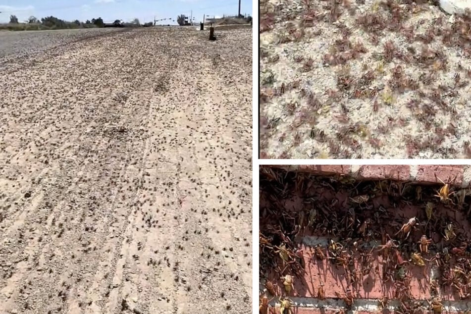 A town in the state of Nevada was hit by a plague of Mormon crickets, with residents describing it as "nerve-racking" and sharing footage of it online.