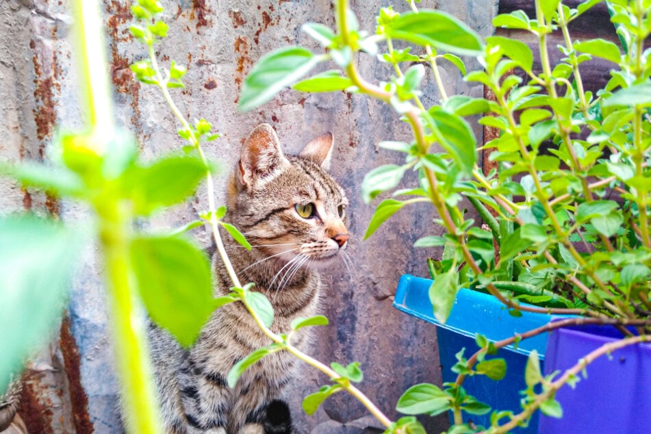 Many cats seem attracted to herb beds.