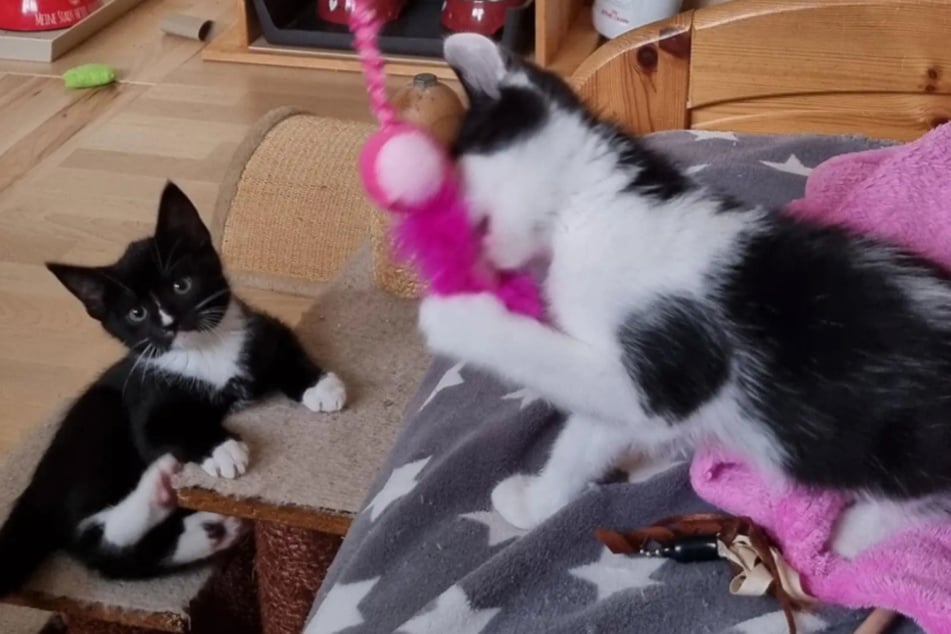Twix (l.) und Tanis (r.) lieben es, miteinander zu spielen.