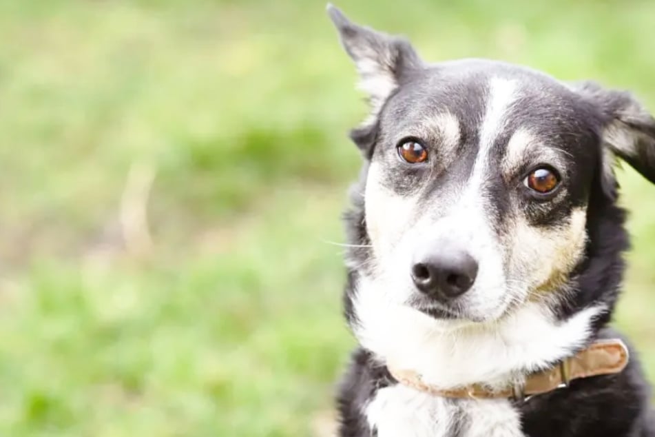 Collie-Mix Filly (9) ist eine liebe Hündin, aber auch scheu.