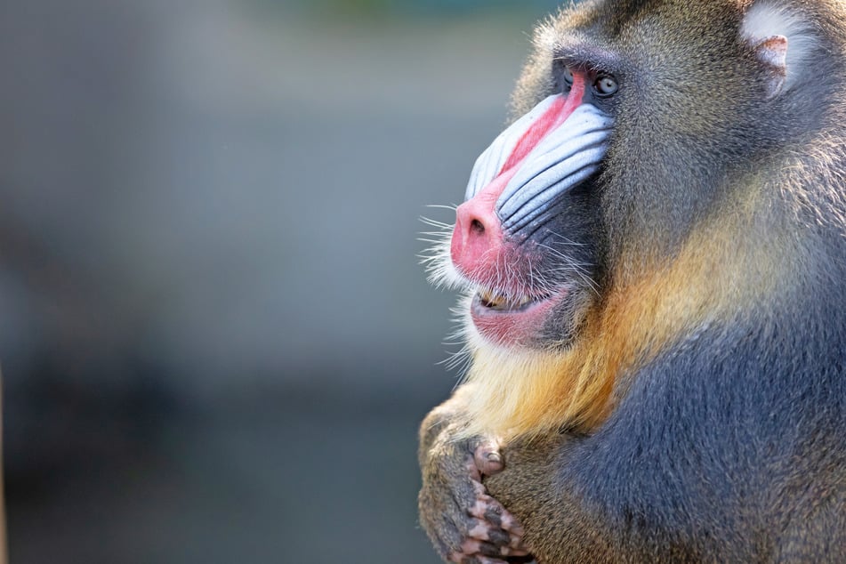 A team of conservation experts found evidence that mandrill stress responses were lower when they were living in the wild versus in a sanctuary (stock image).