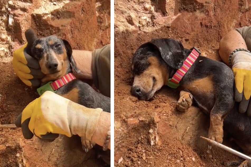 Hund Jellybean schlief tief und fest - genau auf der Stelle, an der ihr Frauchen eigentlich nach Schätzen graben wollte.