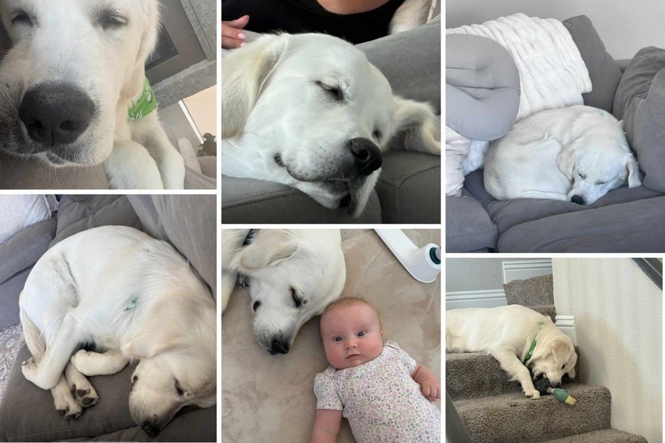 In some photos, however, Teddy looks really doggone tired.