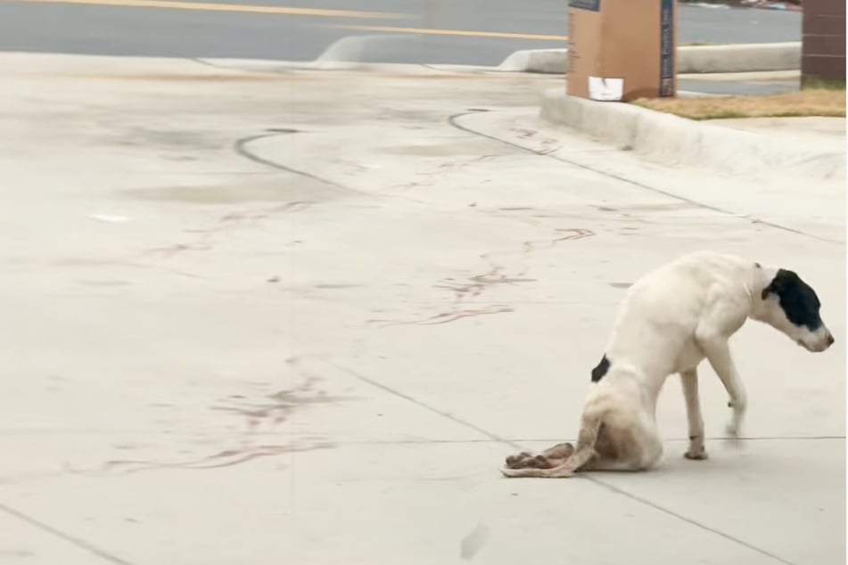 Woman saves dog dragging her back legs in heartwarming rescue