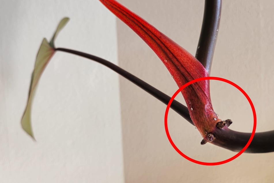 Klebrige Blätter an Orchidee und anderen Zimmerpflanzen - Was ist das?