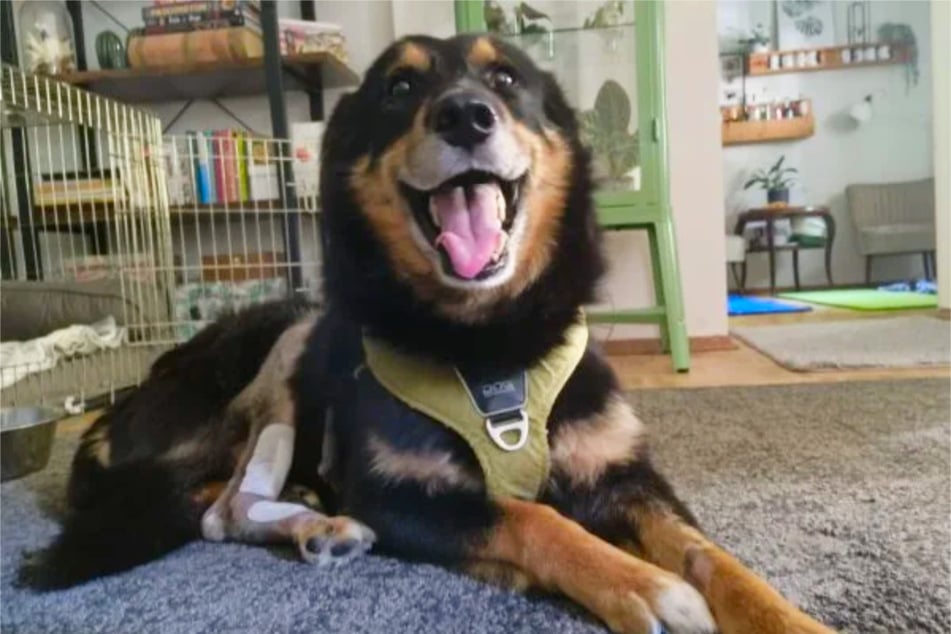 Sonst ist er ein sehr lebensfroher Hund, der offenbar noch nicht aufgegeben hat.