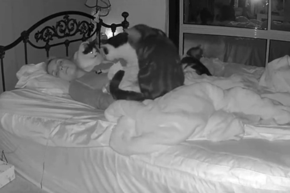 These cats were very concerned about their sleeping human, as a now-viral TikTok shows.