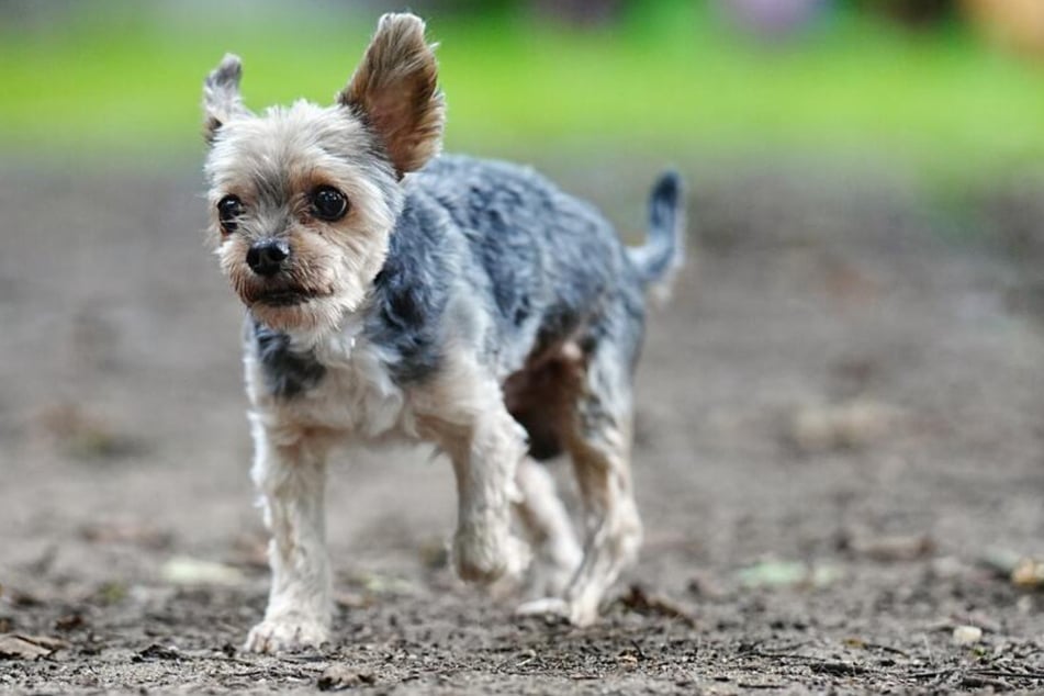 Gizmo ist eher für ein ruhiges Zuhause zu haben.