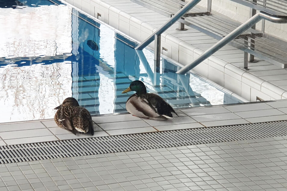 Tierische Eindringlinge: Ein Entenpaar entspannt am Beckenrand im Gesundheitsbad "Actinon" in Aue-Bad Schlema.