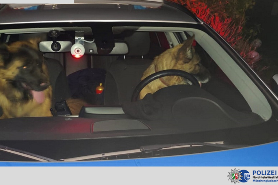 Zwei Hunde haben in Mönchengladbach ein leeres Polizeiauto besetzt.
