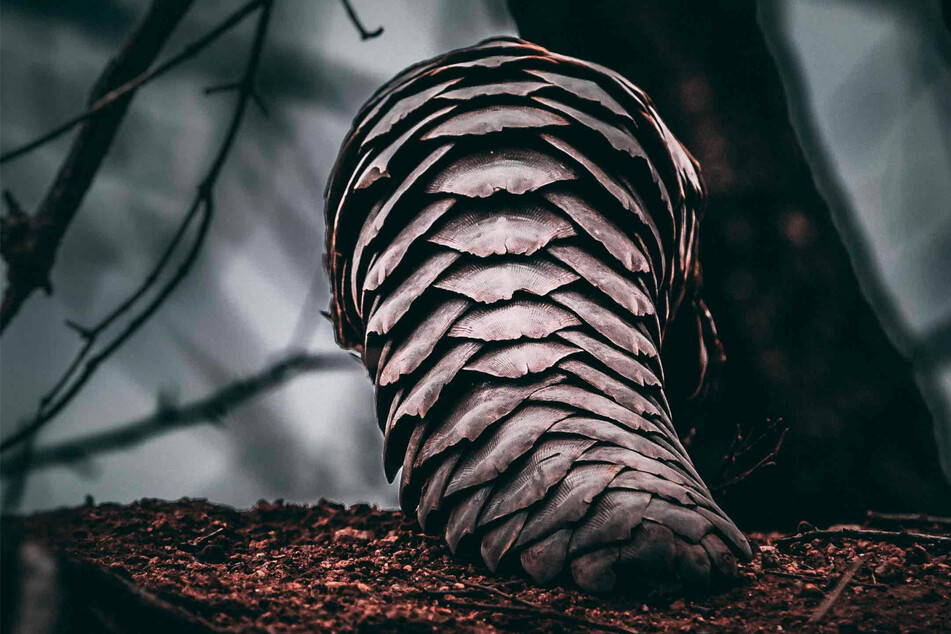 When Indian police confiscated a number of pangolins they weren't expecting to discover and entirely new species.