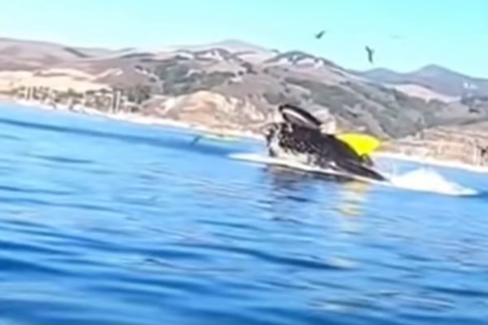 The whale looked like it was about to gulp up the kayaks.
