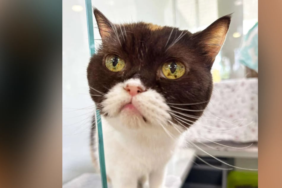 Die Katzen-Omi möchte ihren Lebensabend in einem eigenen Zuhause verbringen.