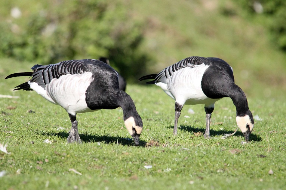 Weißwangengänse, auch Nonnengänse genannt, grasen auf einer Wiese. (Archivbild)