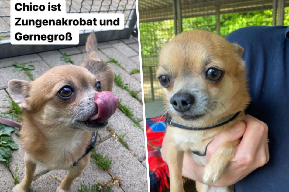 Der kleine Vollblut-Chihuahua lebt derzeit im Tierheim in Köln-Dellbrück.