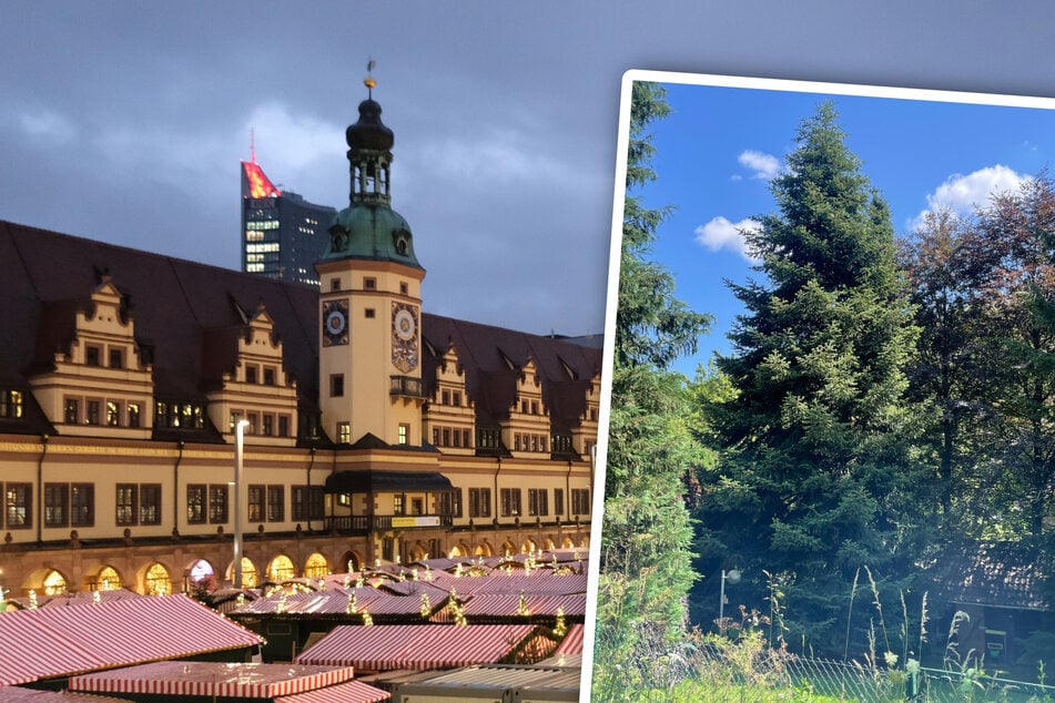 Leipzig: 370 Kilometer Fahrt: Warum braucht Leipzig einen Weihnachtsbaum aus dem Westen?