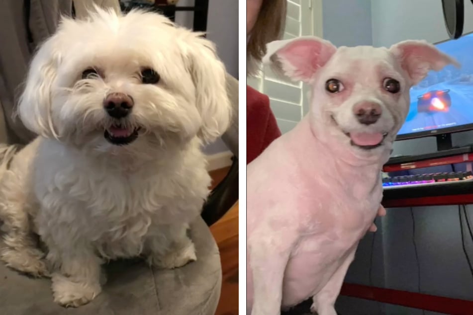 Before and after: the visit to the dog salon was a bust for Tyler's dog.