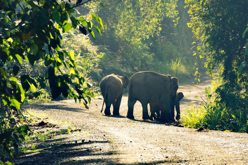 Bornean elephants are at a high level of risk due to deforestation and other human activity.