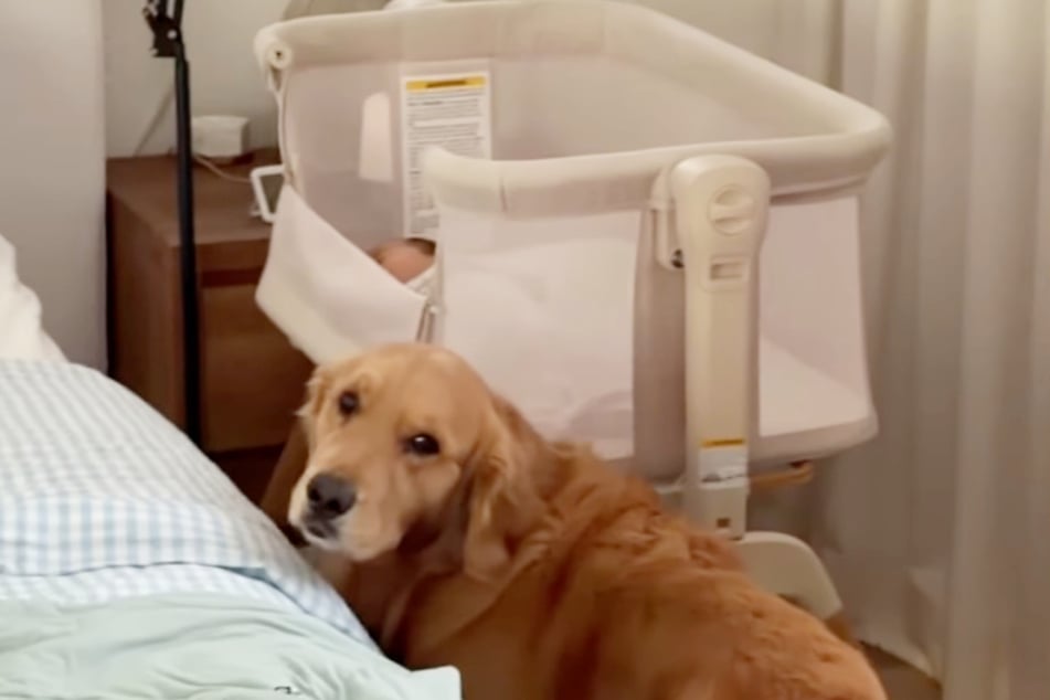 Als die Mama kurz weggeht, gibt es sofort einen vorwurfsvollen Blick von Chip, der direkt aufs Baby aufpasst.