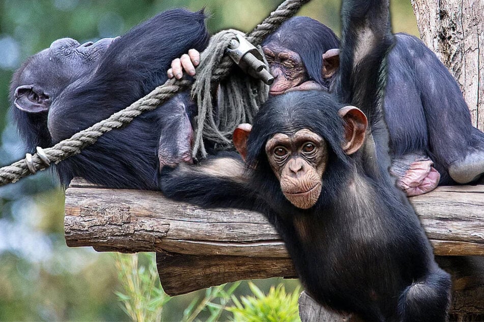 "Sie ist nicht die beste Mutter": Leipziger Affenbaby ruft um Hilfe, doch keiner kommt