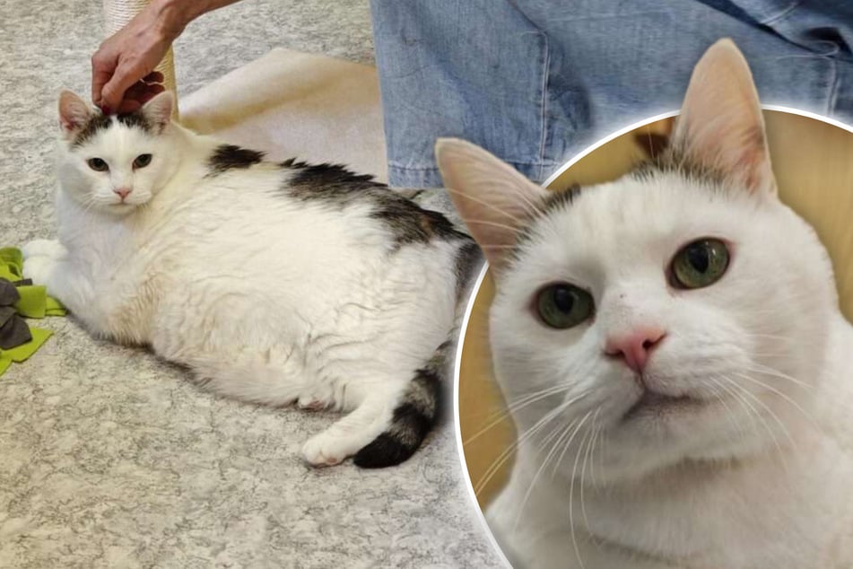 Kater Mochi hat sein Herrchen verloren: Jetzt sucht der Wonnebrocken ein neues Zuhause