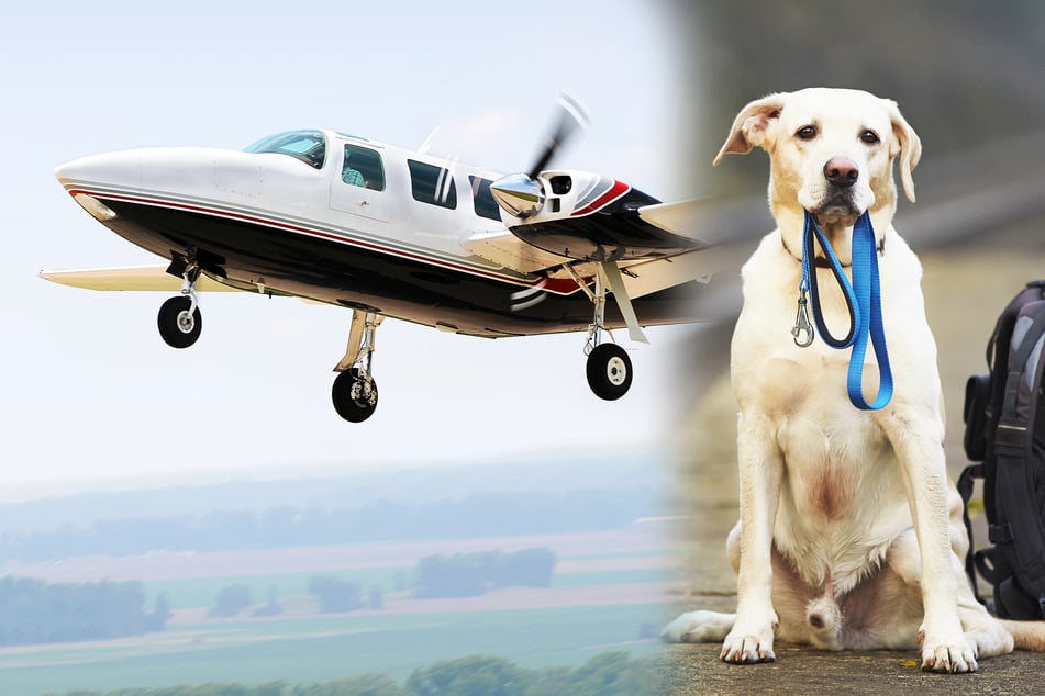 Hunde sollen zu ihren Besitzern: Sonderflug nur für Tiere!