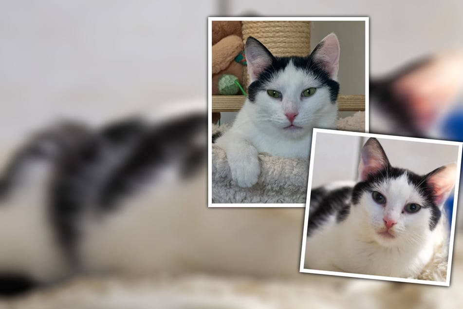 Todos se van, solo él se queda: ¿Cuánto tiempo tendrá que quedarse Fresh solo?