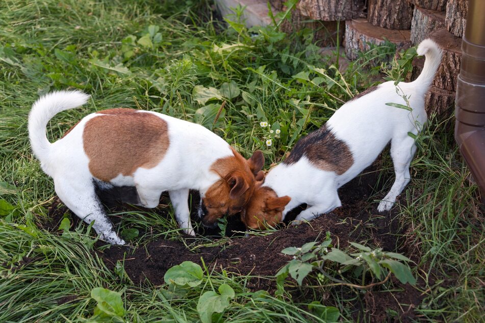 Wer nicht will, dass die Hunde im Garten einfach drauflos buddeln, sollte ihnen eine eigene Buddelecke im Hundegarten anbieten.