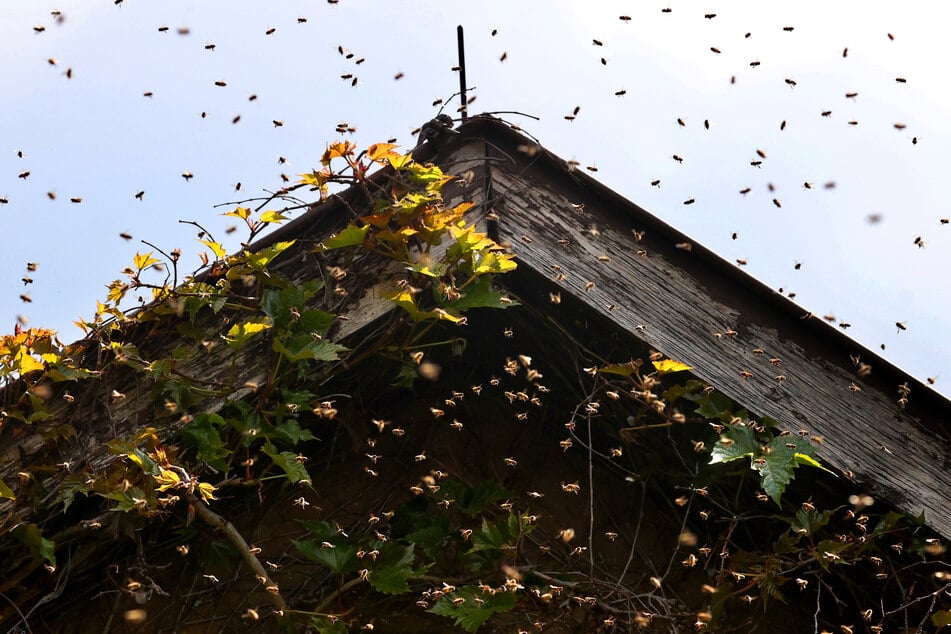 Schwärmende Bienen stechen nicht: Ihre einzige Mission ist es, ein neues Zuhause zu finden.