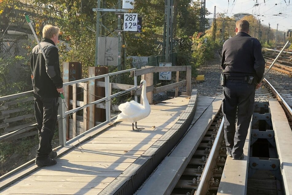 Der Schwan wurde eingefangen. Glücklicherweise blieb das Tier nach ersten Einschätzungen von Schwanenvater Olaf Nieß unverletzt.