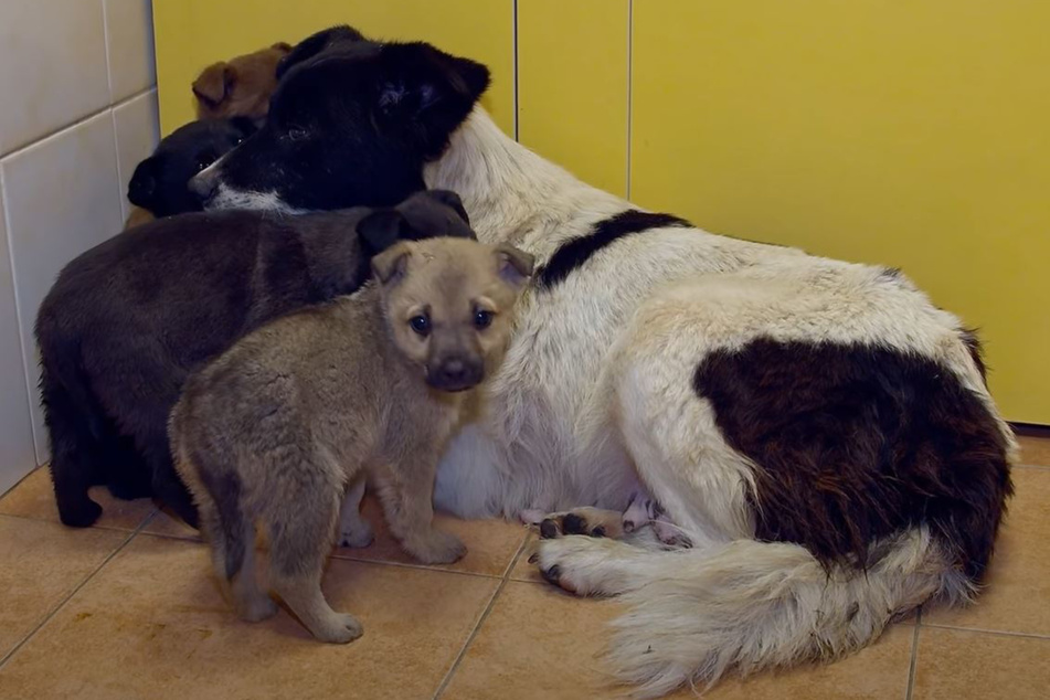 Bei ihrer Mama fühlten sich die Welpen pudelwohl.