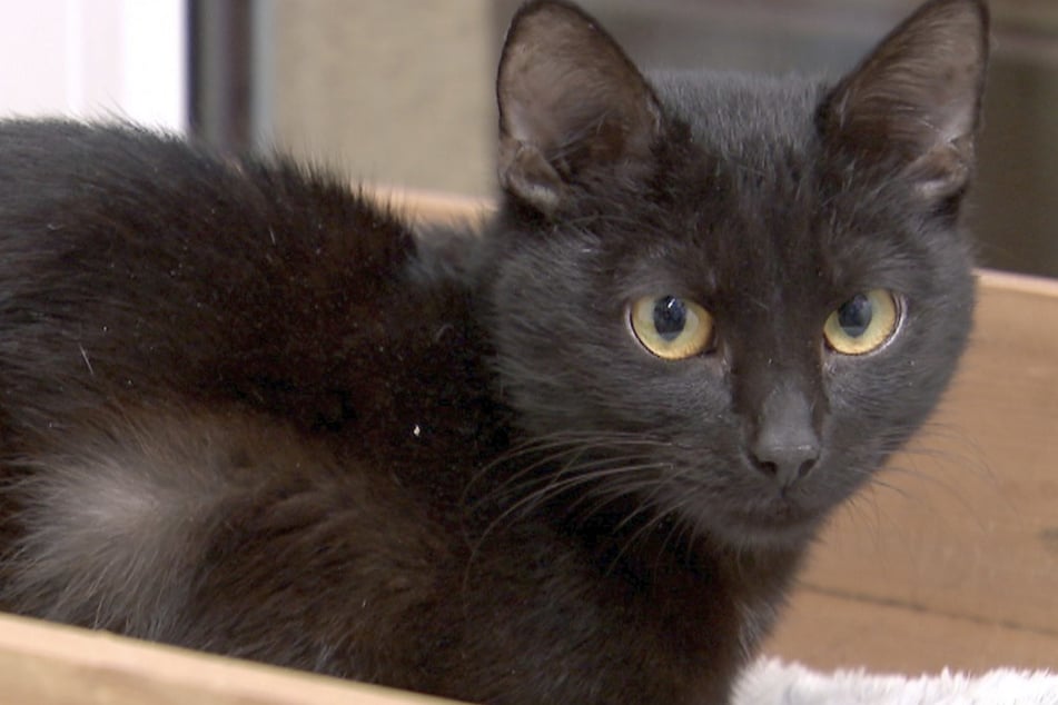 Europäisch-Kurzhaar-Katze Lizzi wartet darauf, ein neues Zuhause zu bekommen.