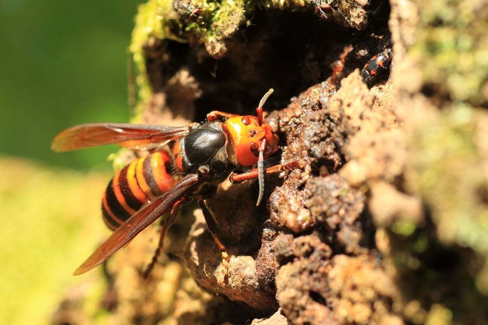 The Asian giant hornet is one of the most dangerous insects in the world.