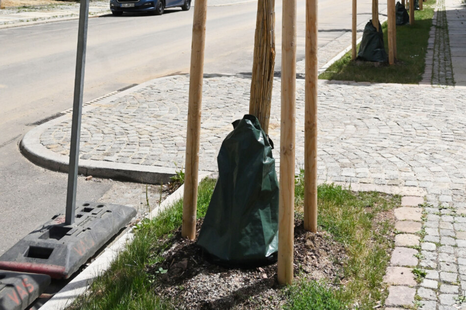 Ein junger Baum mit Bewässerungsack in der Lessingstraße auf dem Sonnenberg. Gerade im versiegelten Raum ist Zusatz-Nässe wichtig.