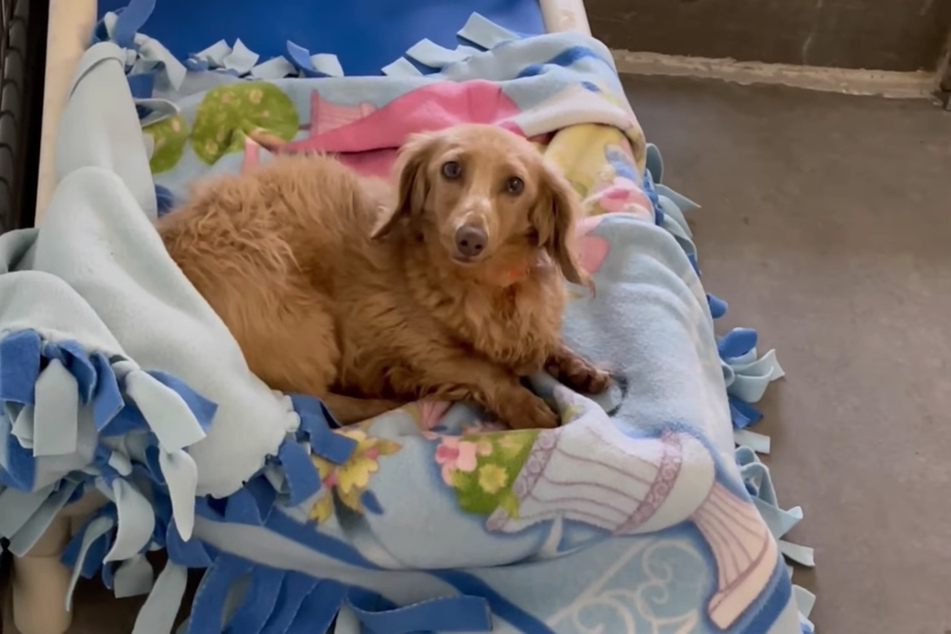 Nach nur wenigen Minuten haben sich die meisten Hunde mit der Decke angefreundet.