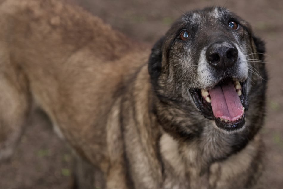 Er trägt seinen ständigen Begleiter überall mit sich: Malinois-Rüde Kong sucht ein Zuhause