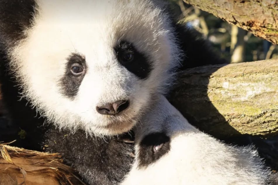 Leni und Lotti haben einen klimatisierten Innenbereich auf dem Gelände des Berliner Zoos, können aber auch die Außenanlage genießen.