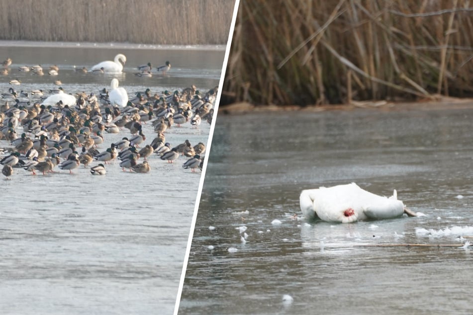 Vogelgrippe-Alarm in Sachsen: See mit toten Schwänen übersät