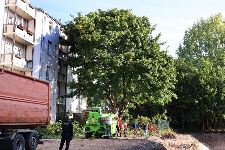Um diesen 100 Jahre alte Baum wurde im September 2025 erbittert gestritten. Am Ende wurde er dennoch gefällt.