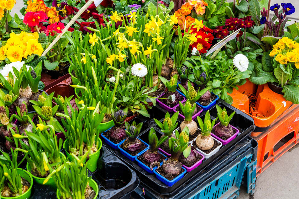 Ihr sucht noch Pflanzen für Balkon und Garten? Vielleicht werdet Ihr beim Floh- und Pflanzenmarkt im TV-Club fündig. (Symbolbild)