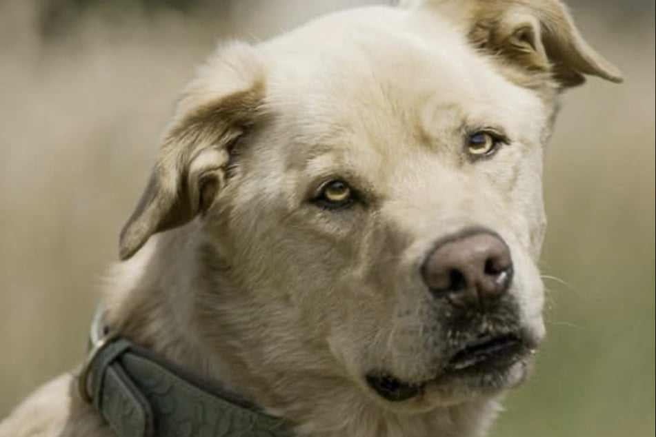Auch Labrador-Eurasier-Mischling Asko hofft darauf, endlich wieder ein dauerhaftes Zuhause zu finden.